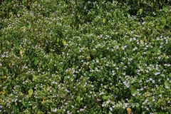 Thelepaepale ixiocephala